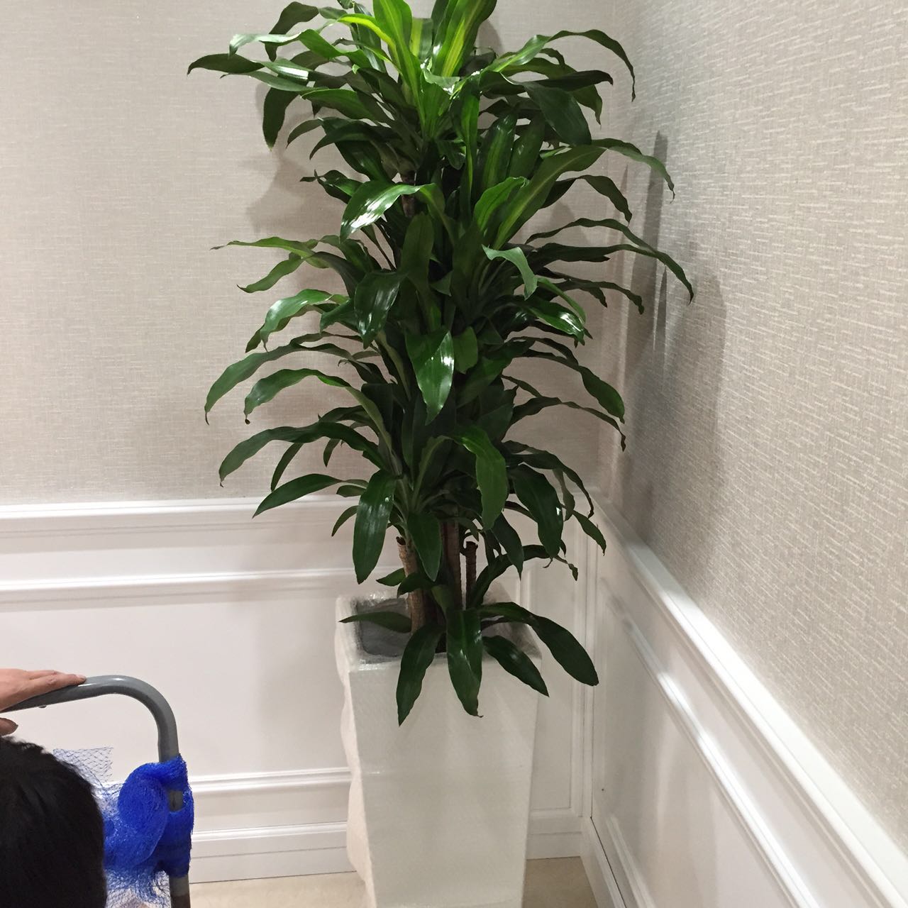 巴西铁
