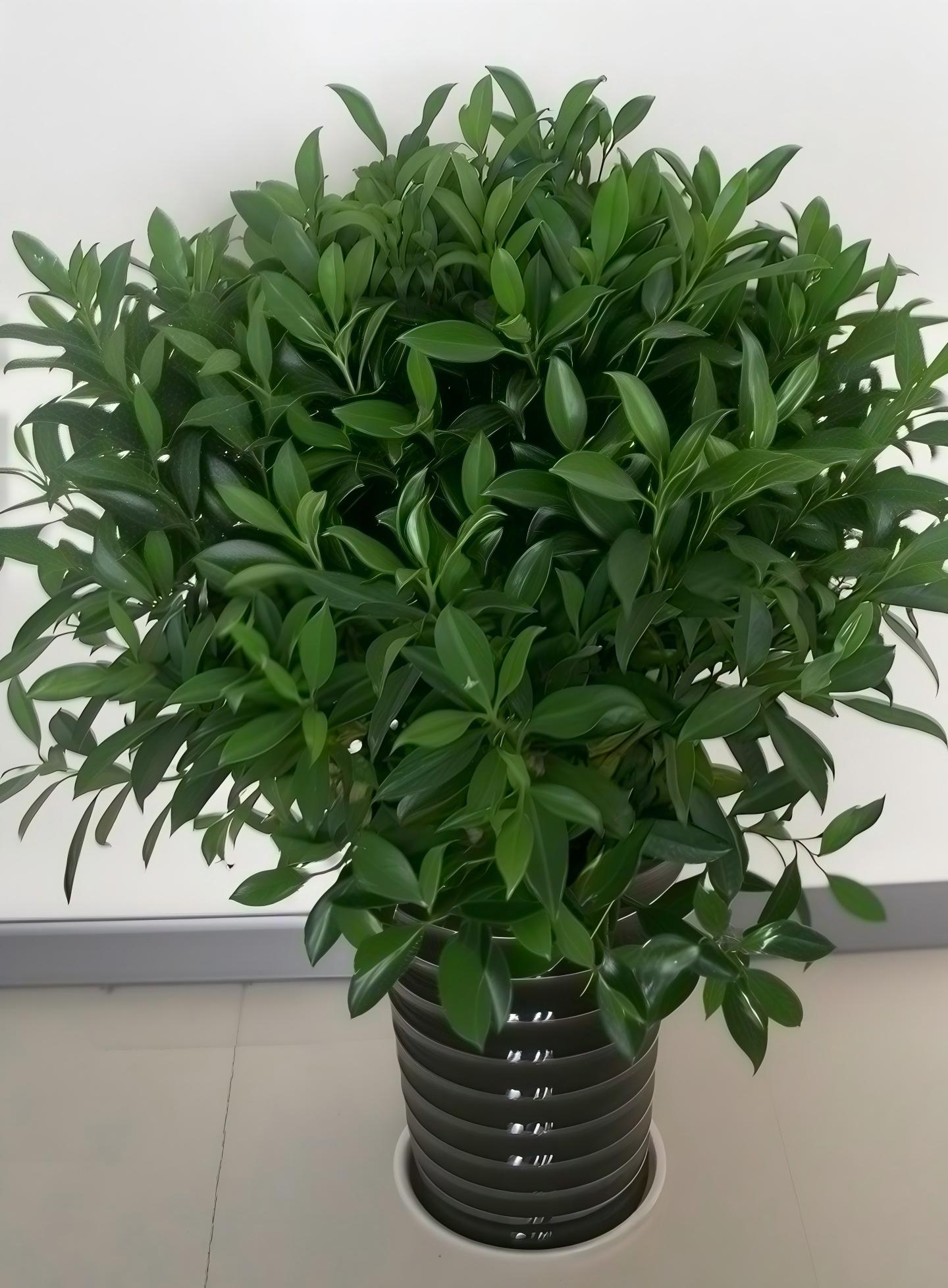 非州茉莉