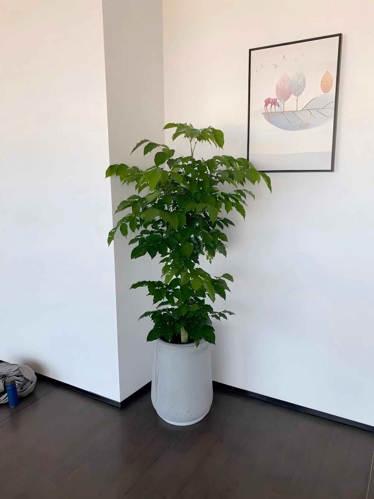 绿宝
