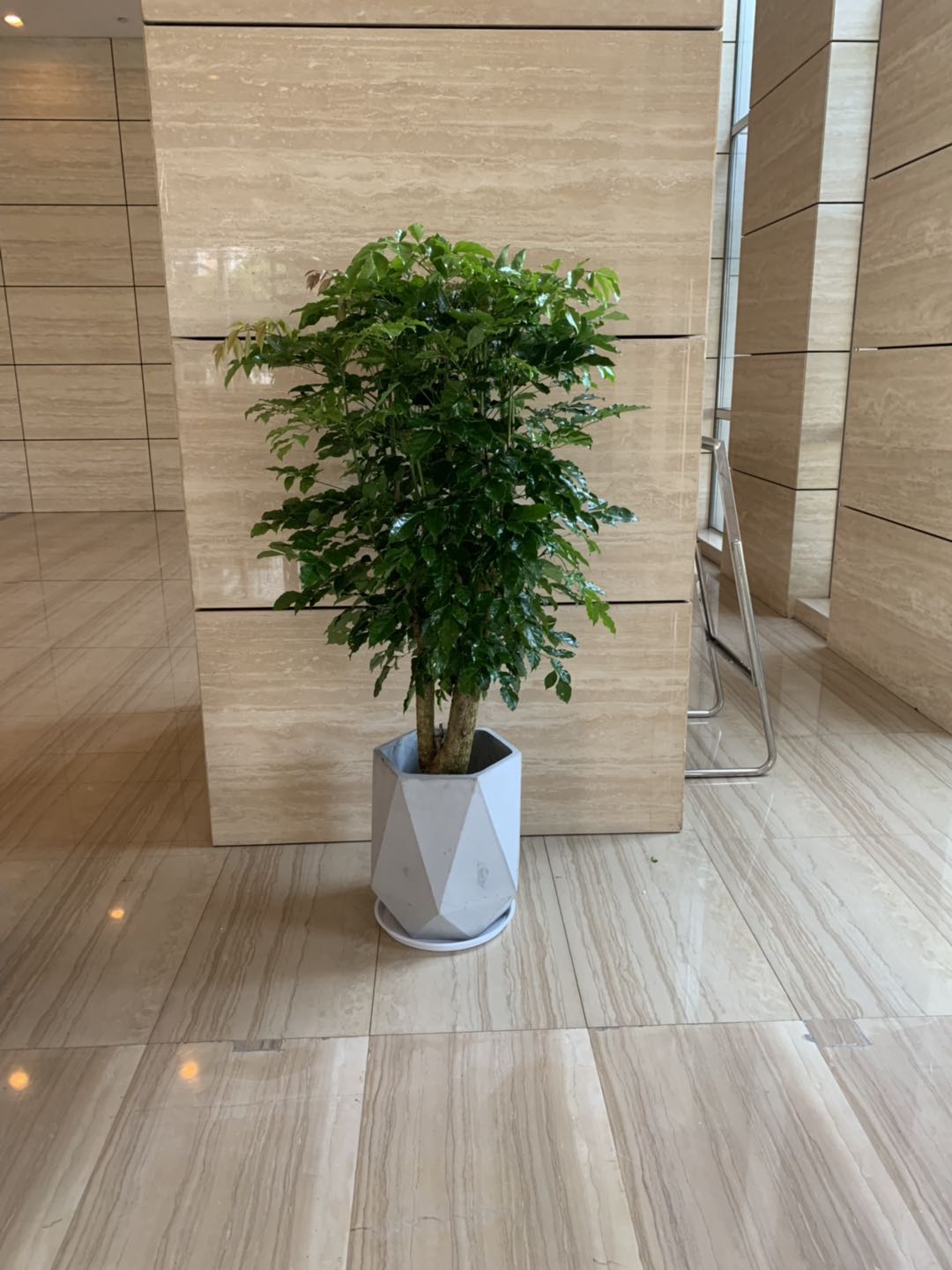 幸福树2