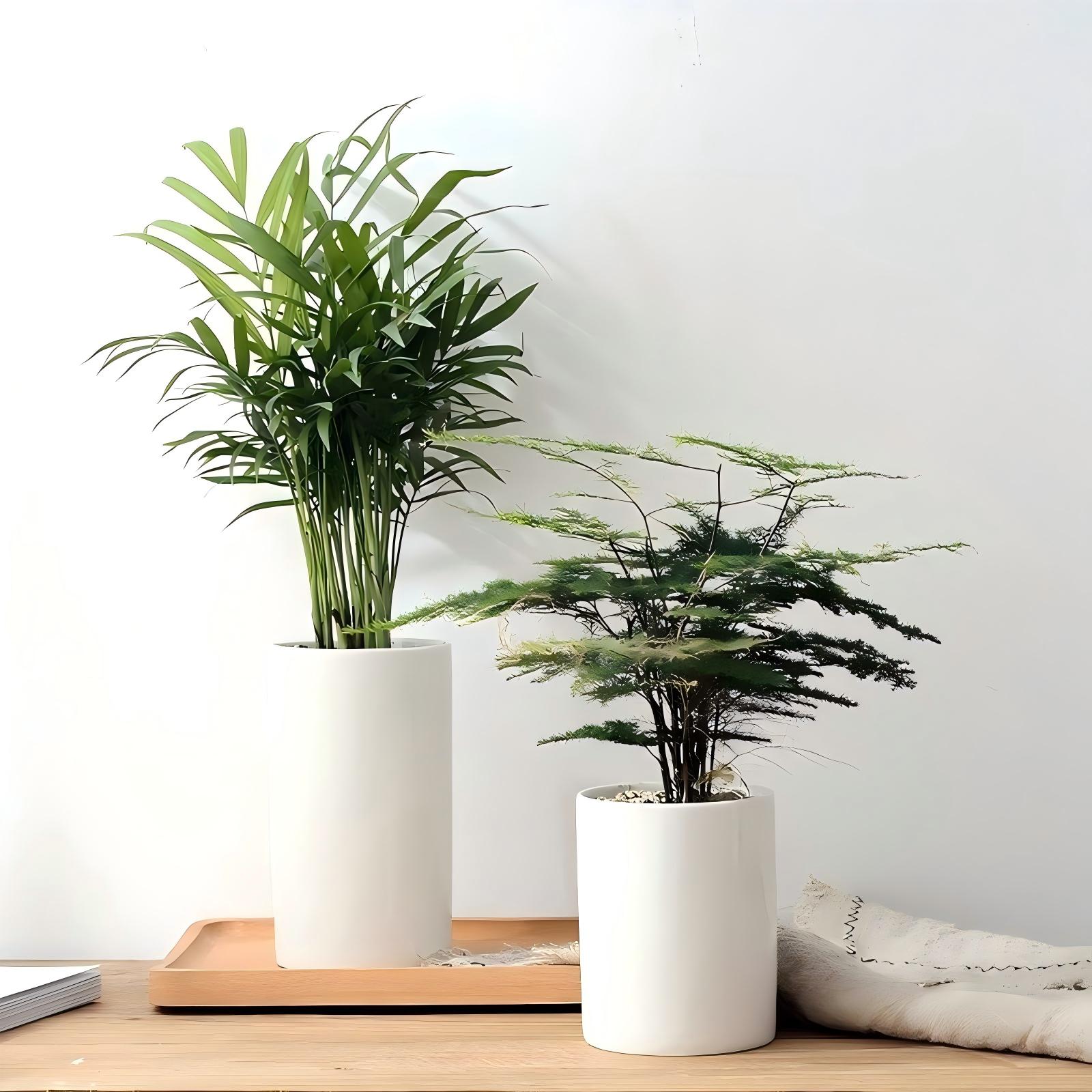 组合植物2