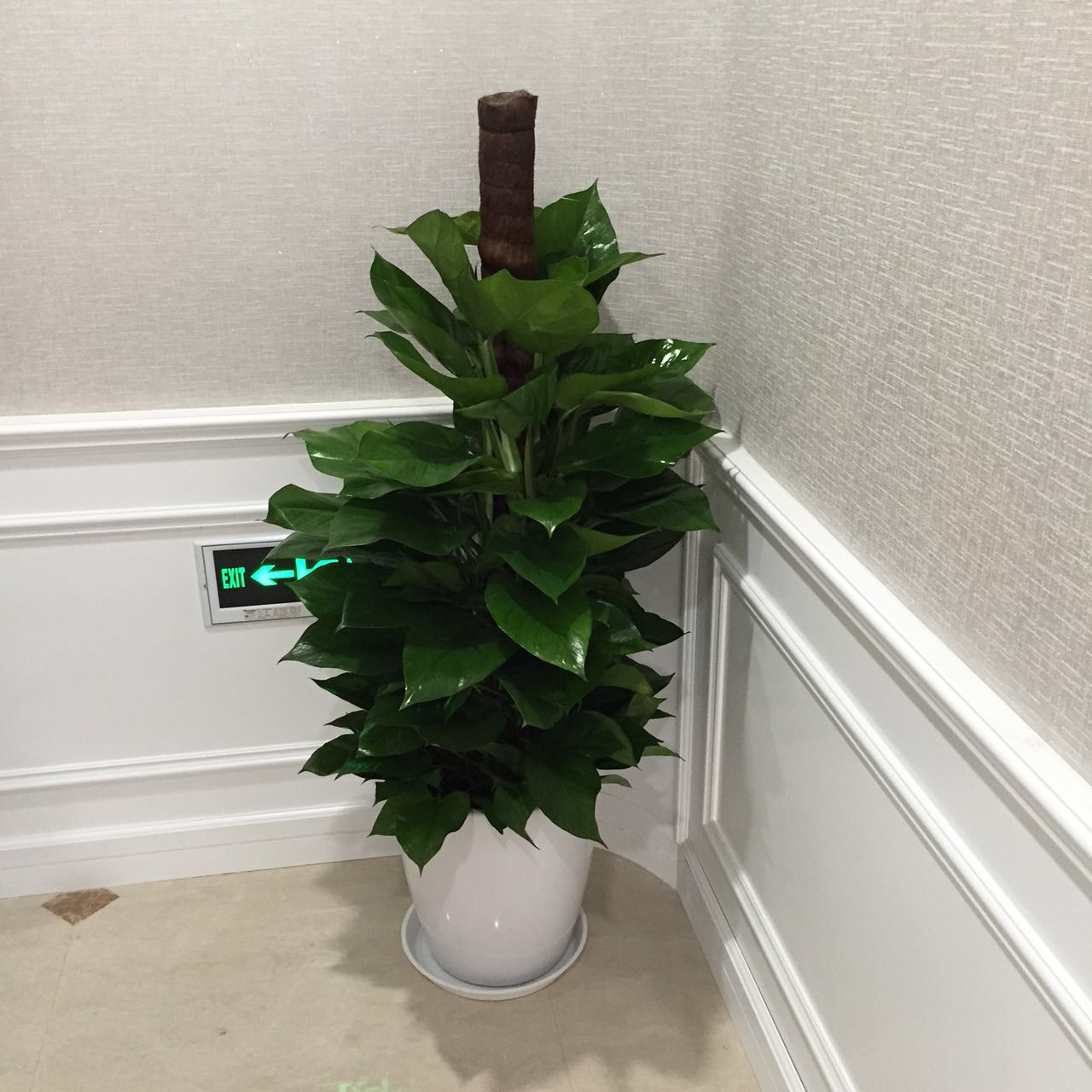 绿萝