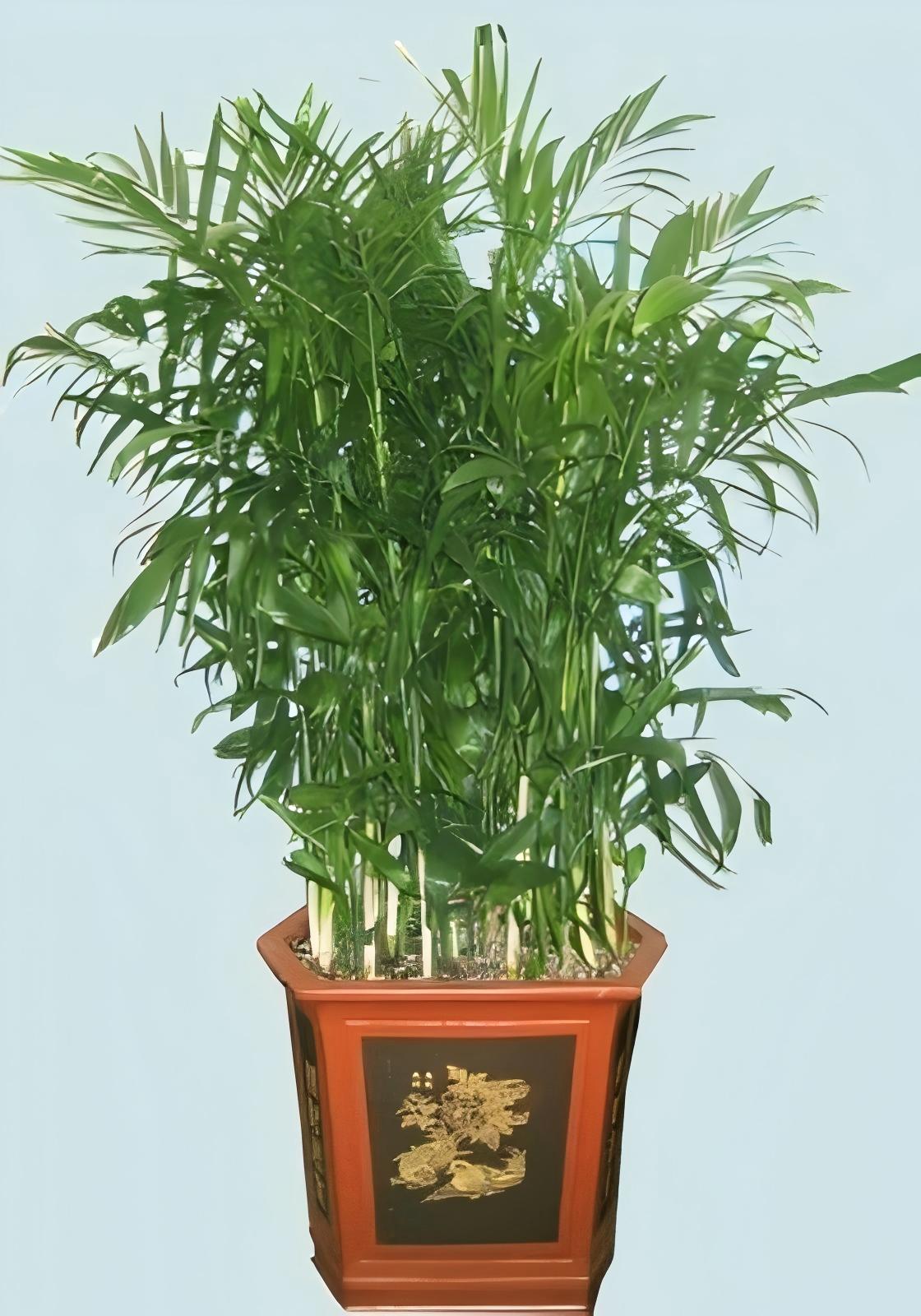 夏威夷椰子