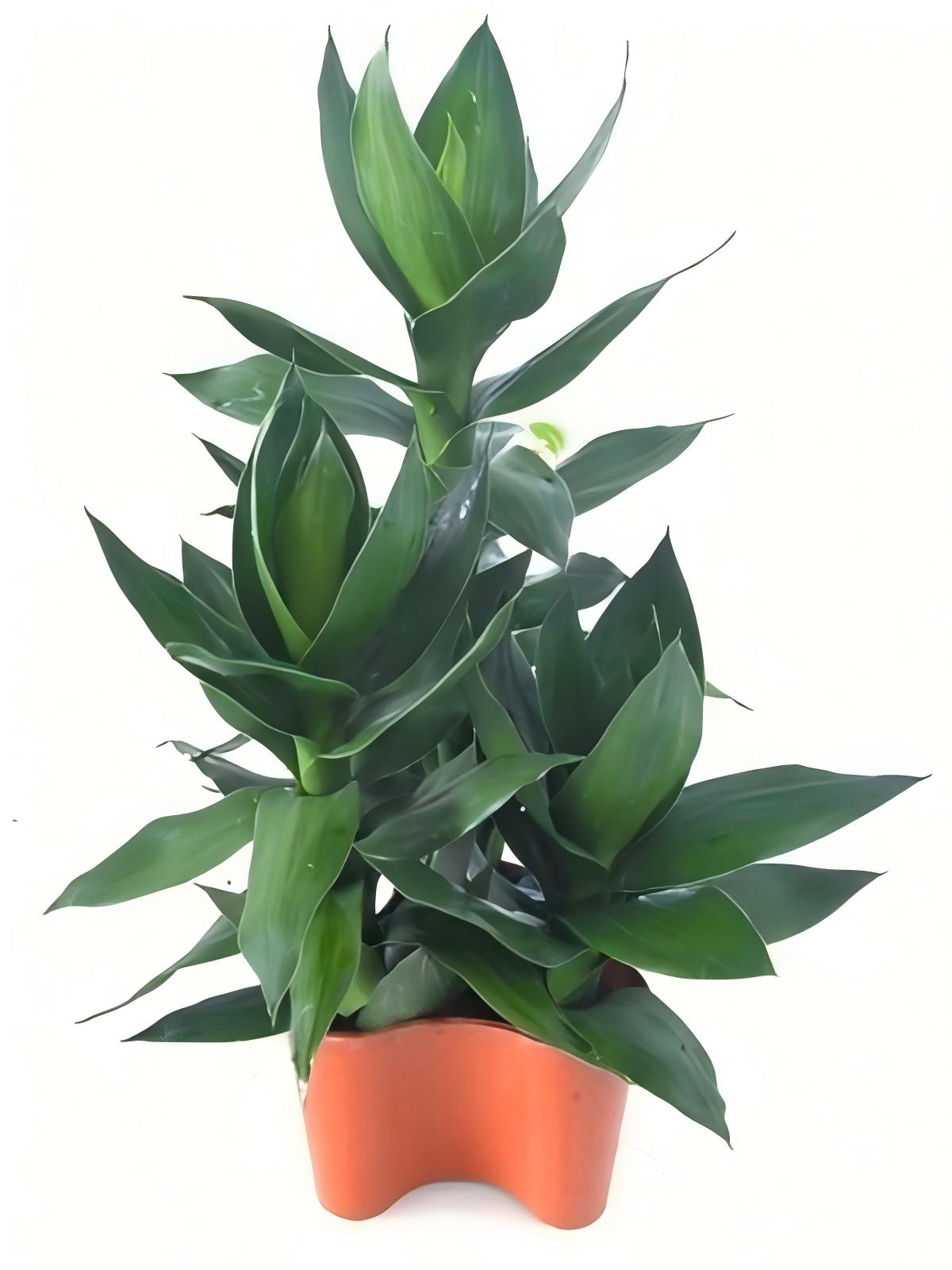 观音竹