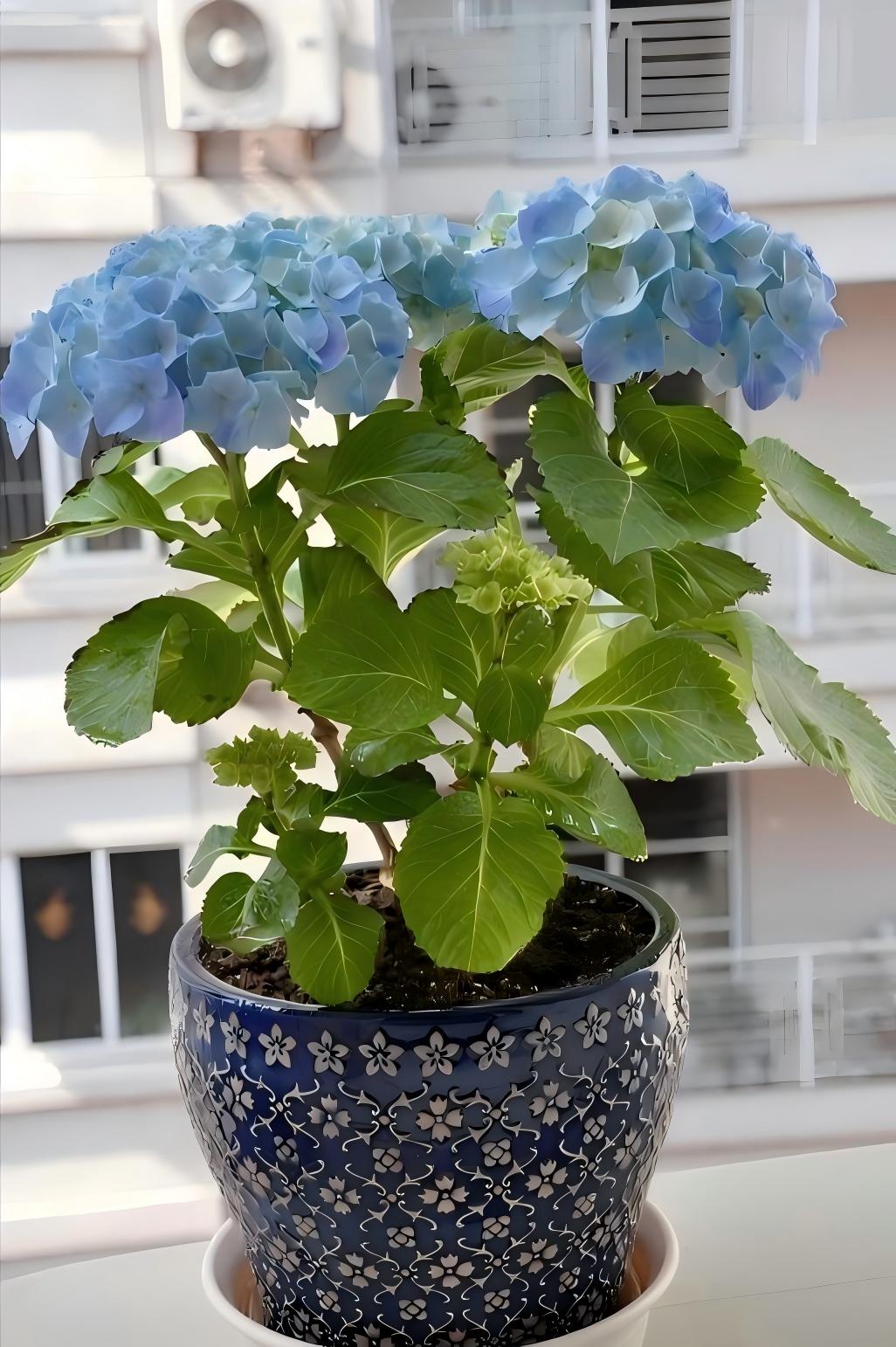 绣球花