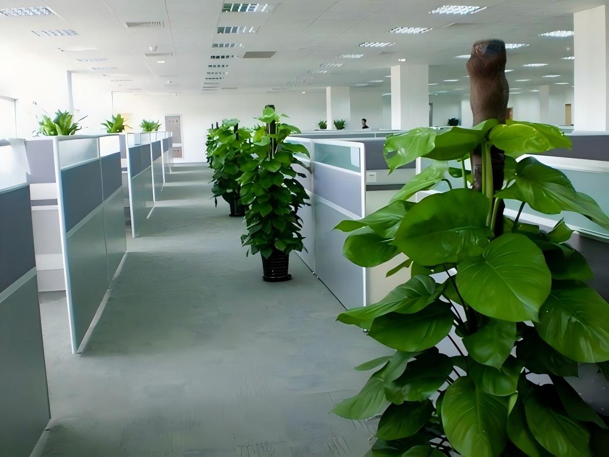 上海办公室植物租摆案例 (4)