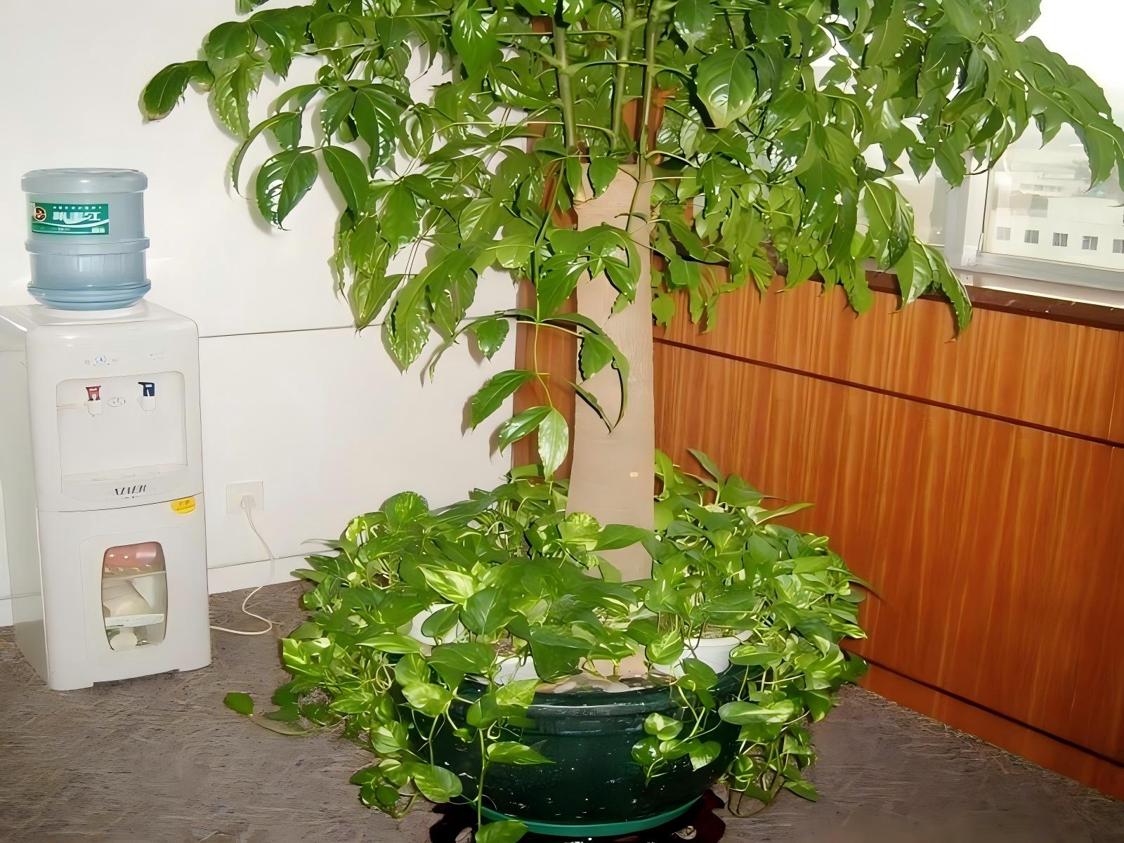 上海办公室植物租摆案例 (12)