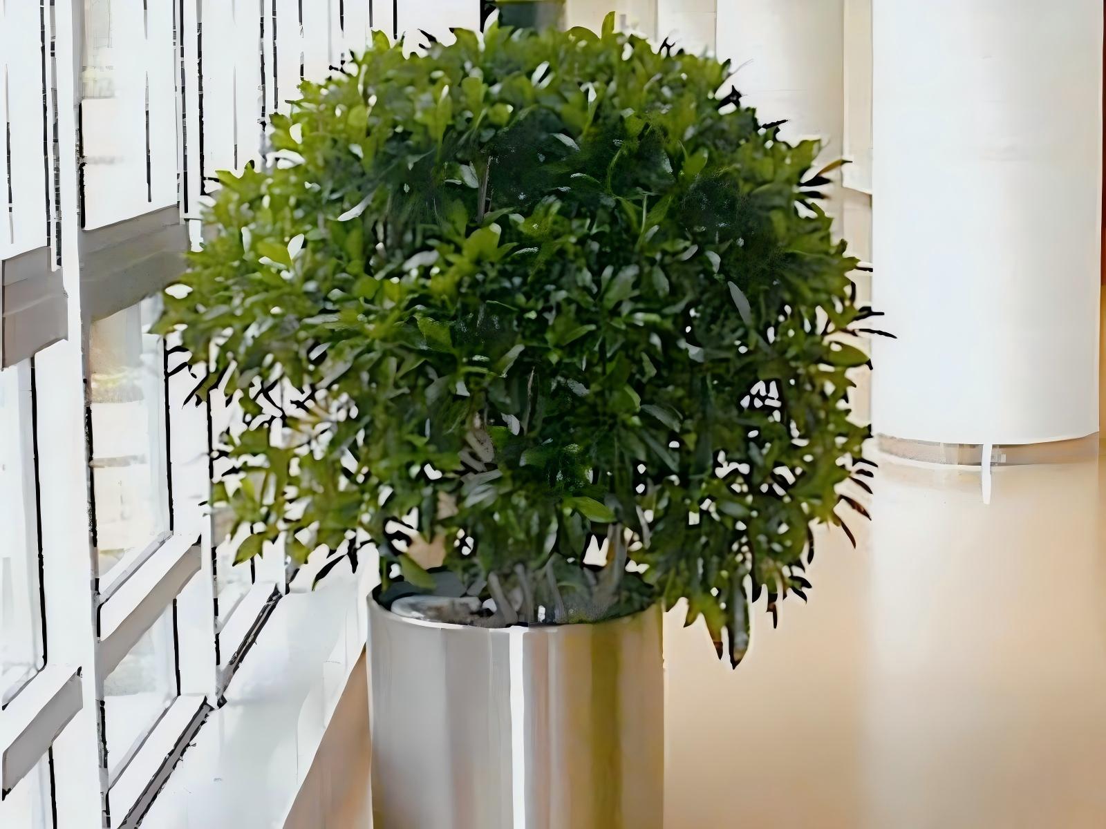 上海办公室植物租摆案例 (14)