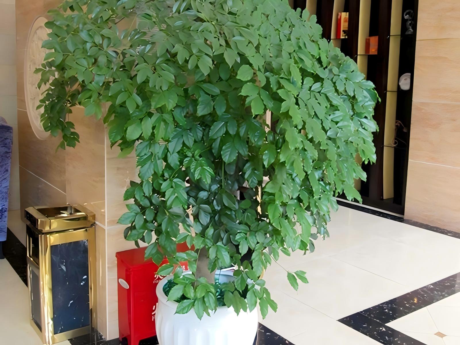 上海办公室植物租摆案例 (18)