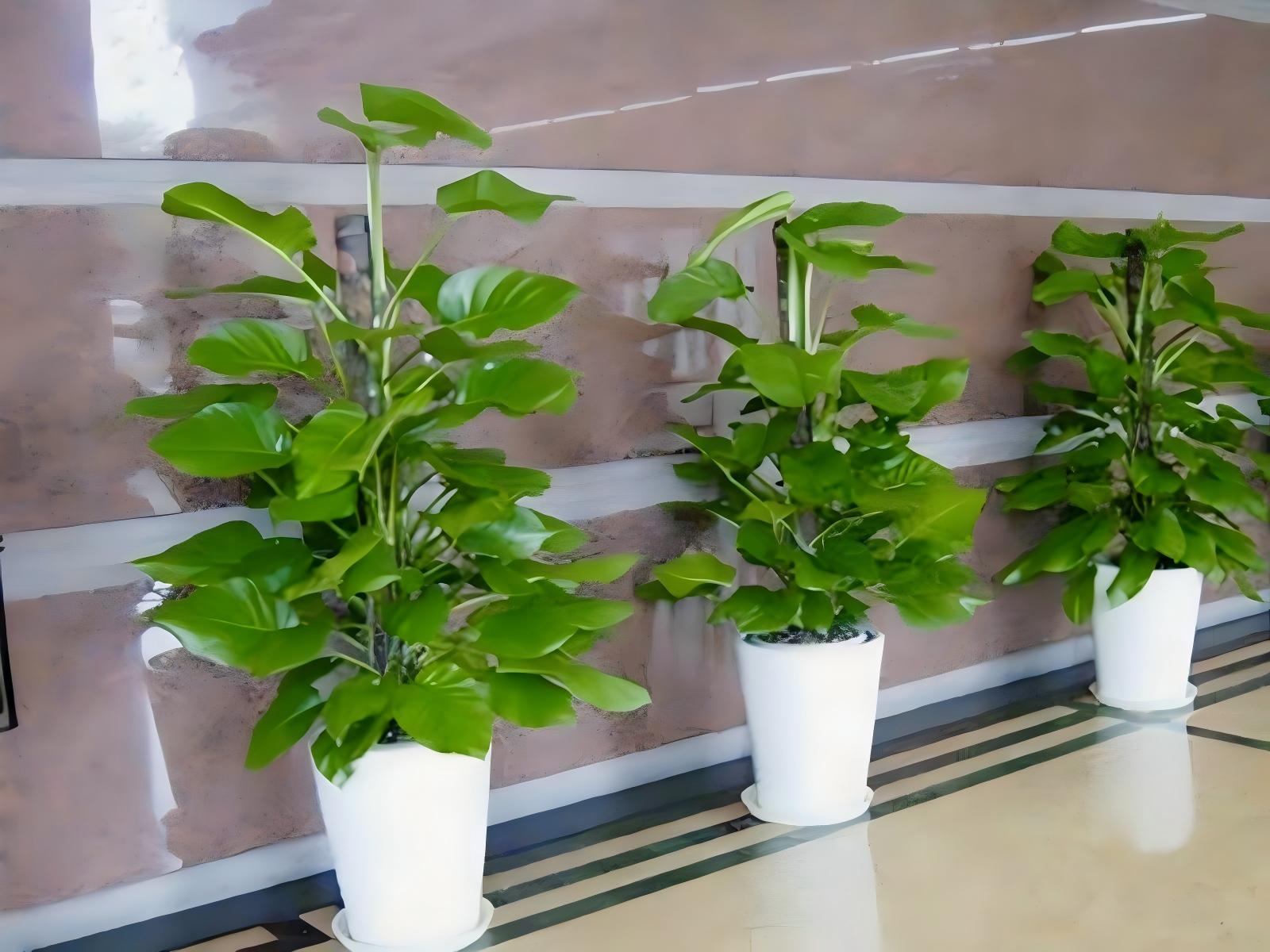 上海酒店植物租摆案例 (2)