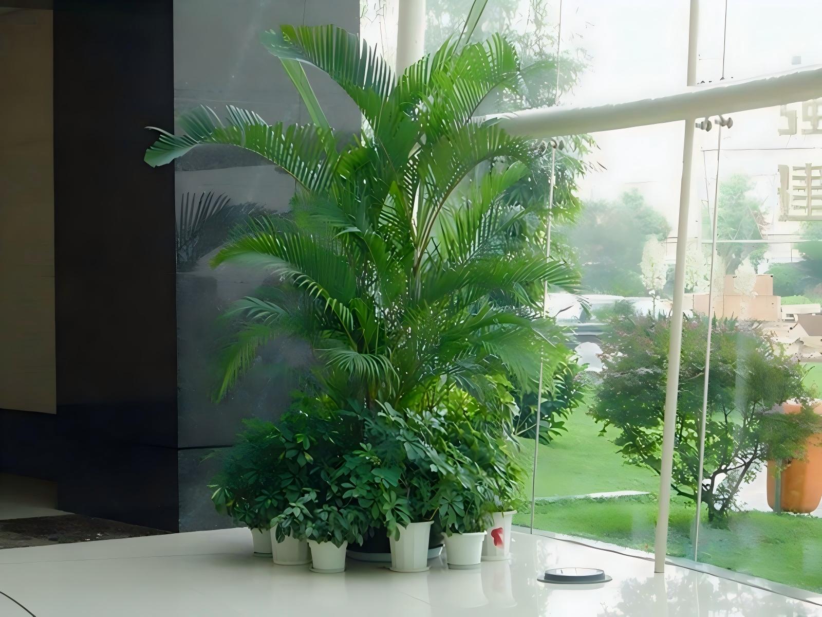 上海商场植物租摆案例 (9)