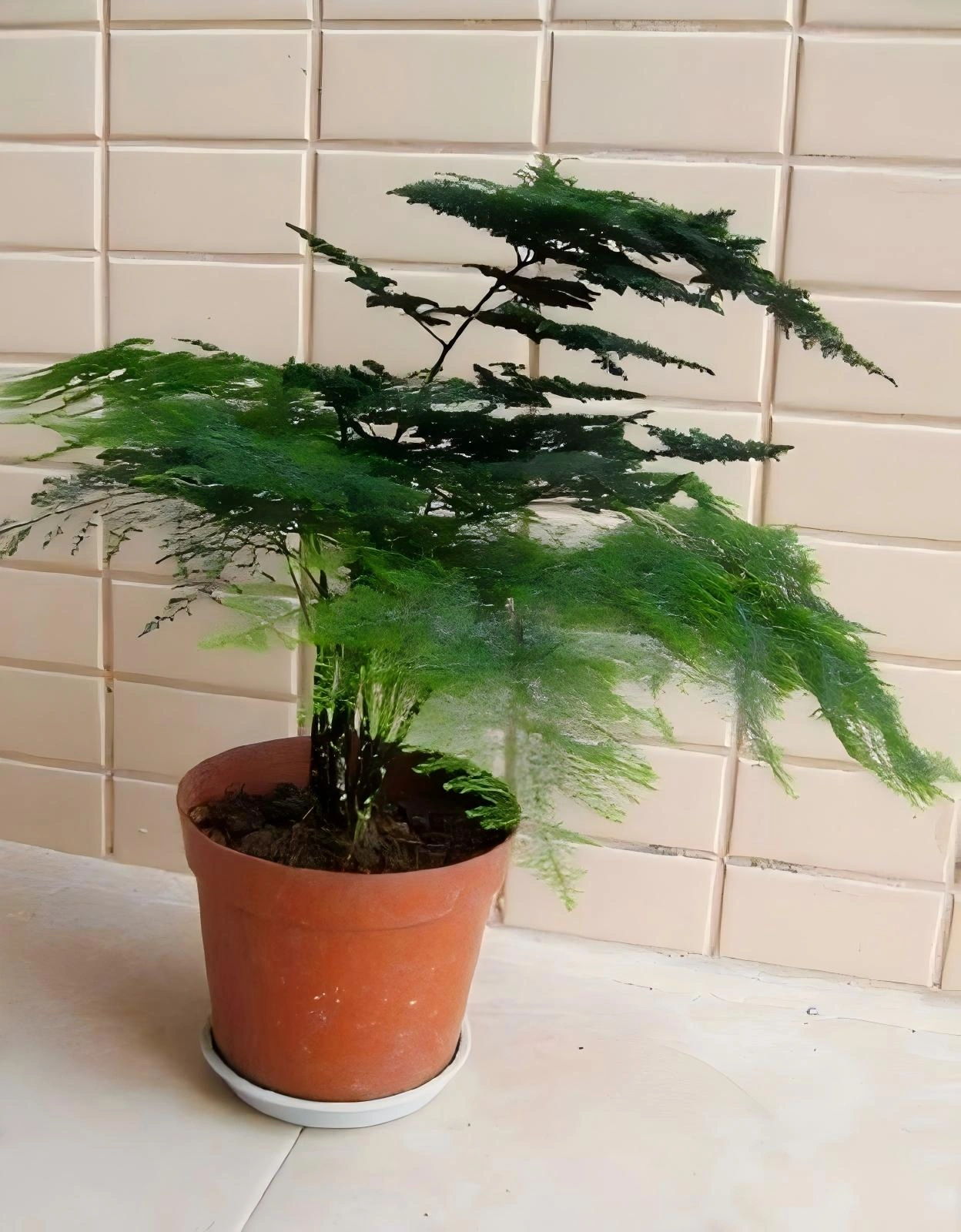 小型植物