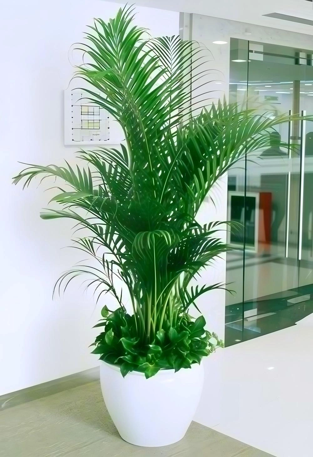 国王椰子