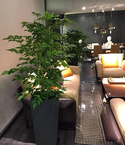 上海办公室绿植租赁