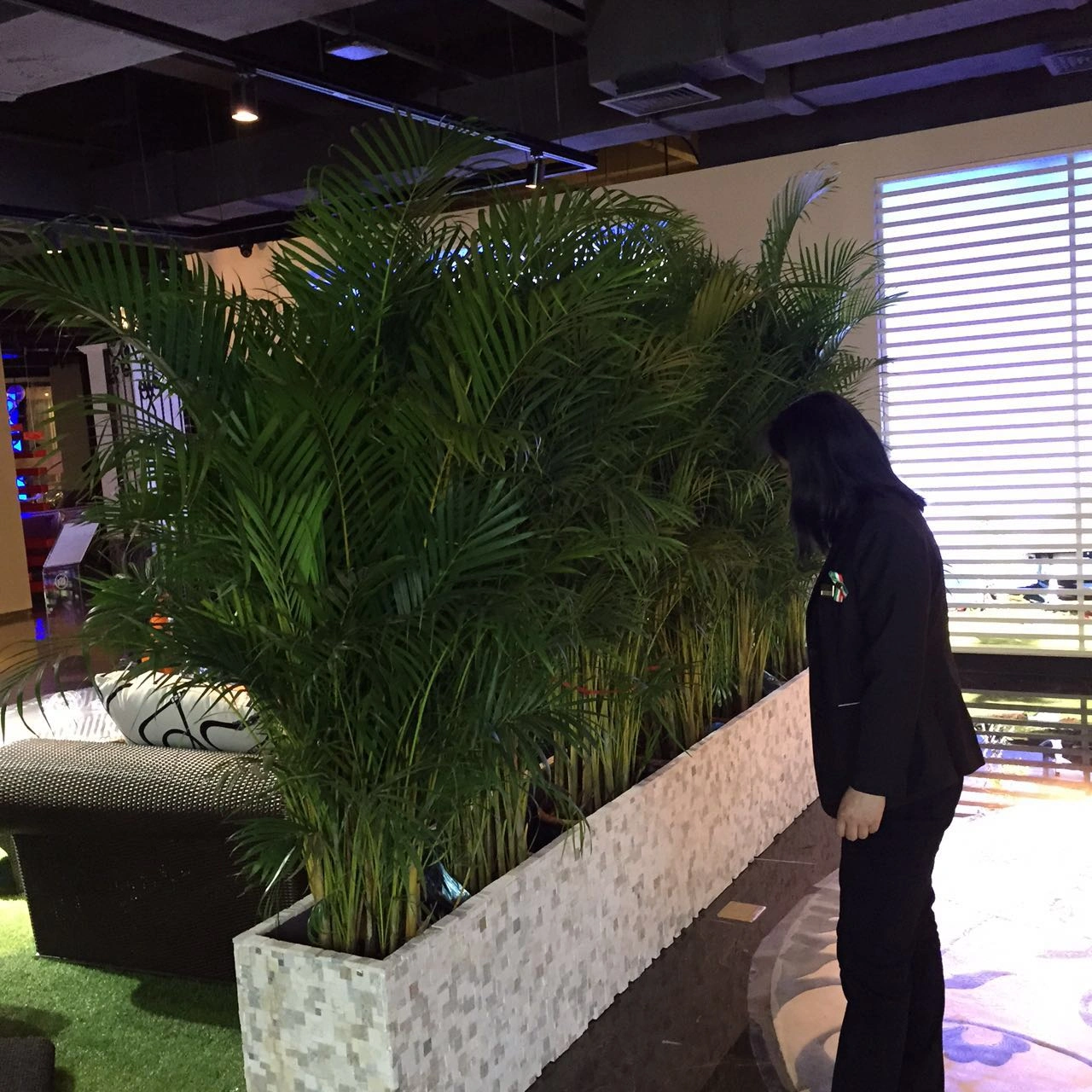 公司大堂植物租摆方案