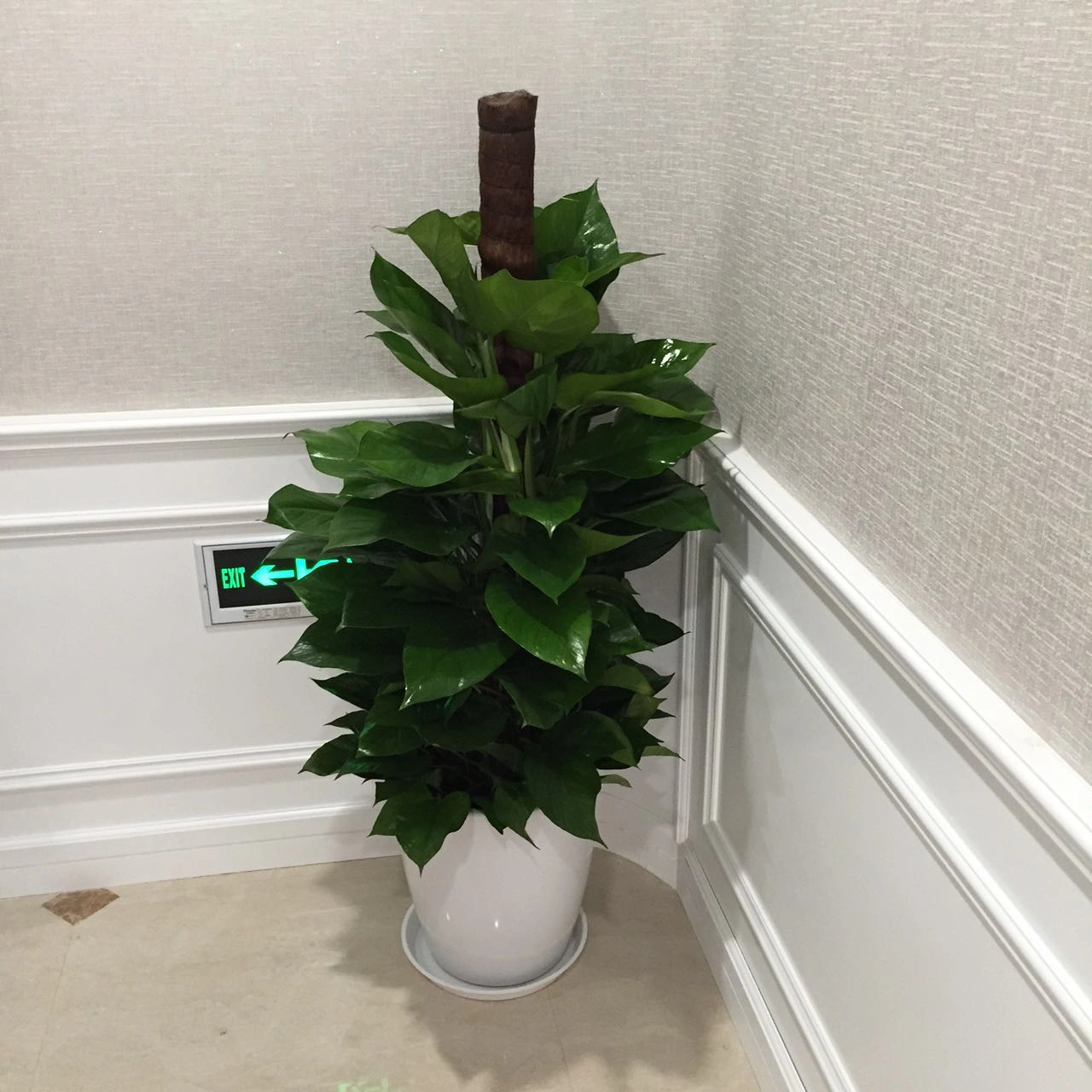 洗手间绿植租摆方案