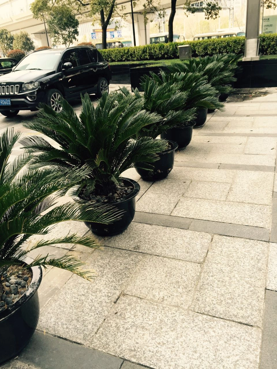 会议会场绿植布置方案