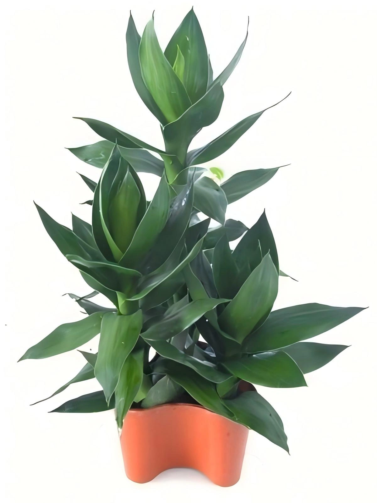 观音竹
