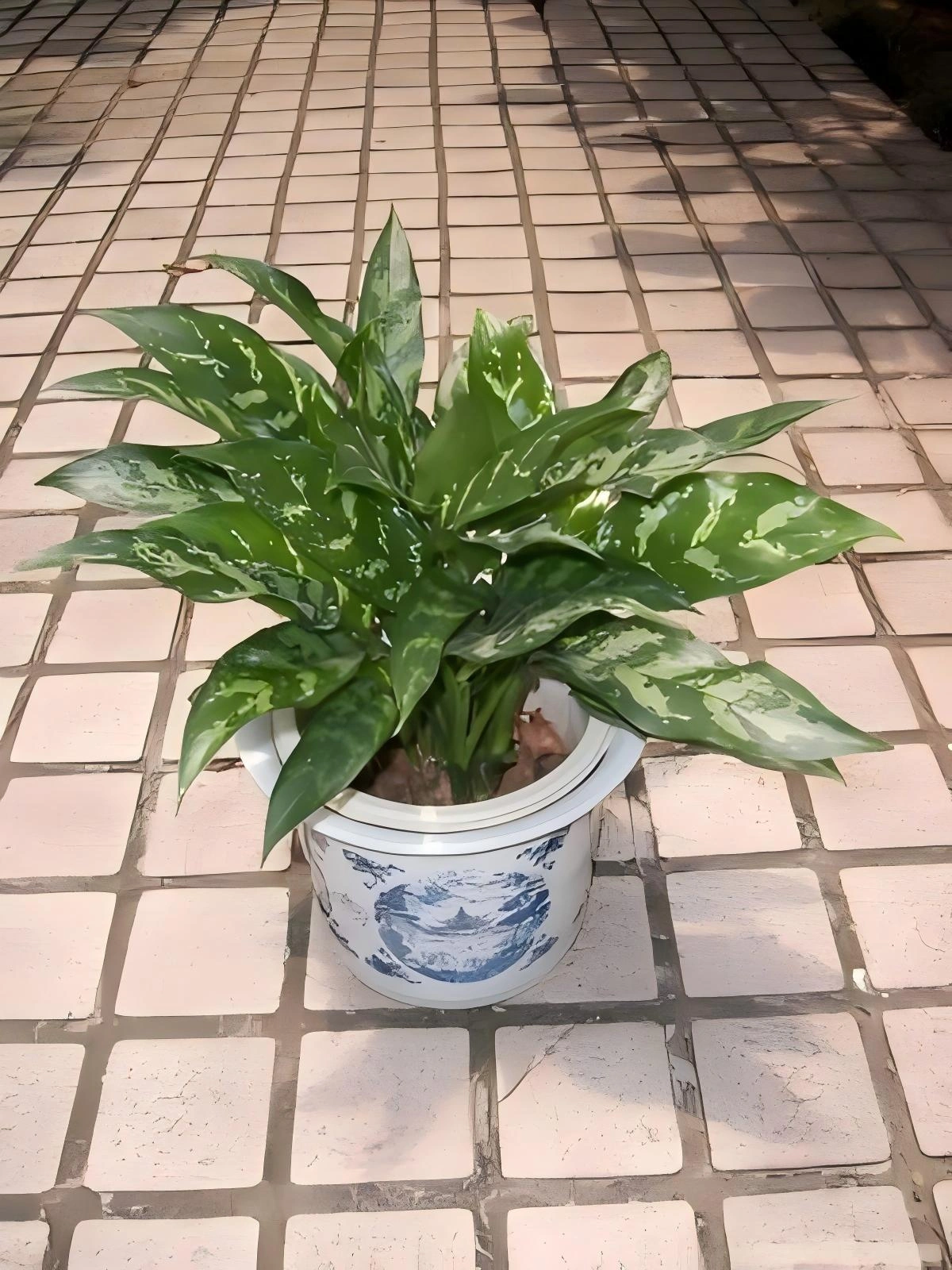 黑美人
