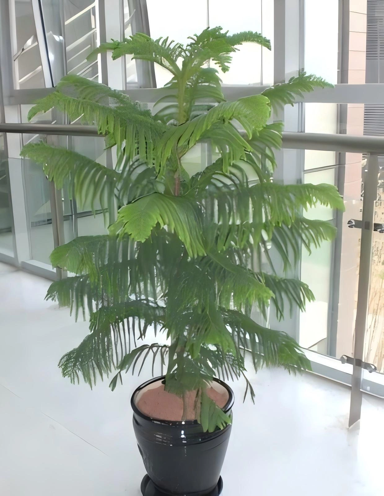 南洋衫
