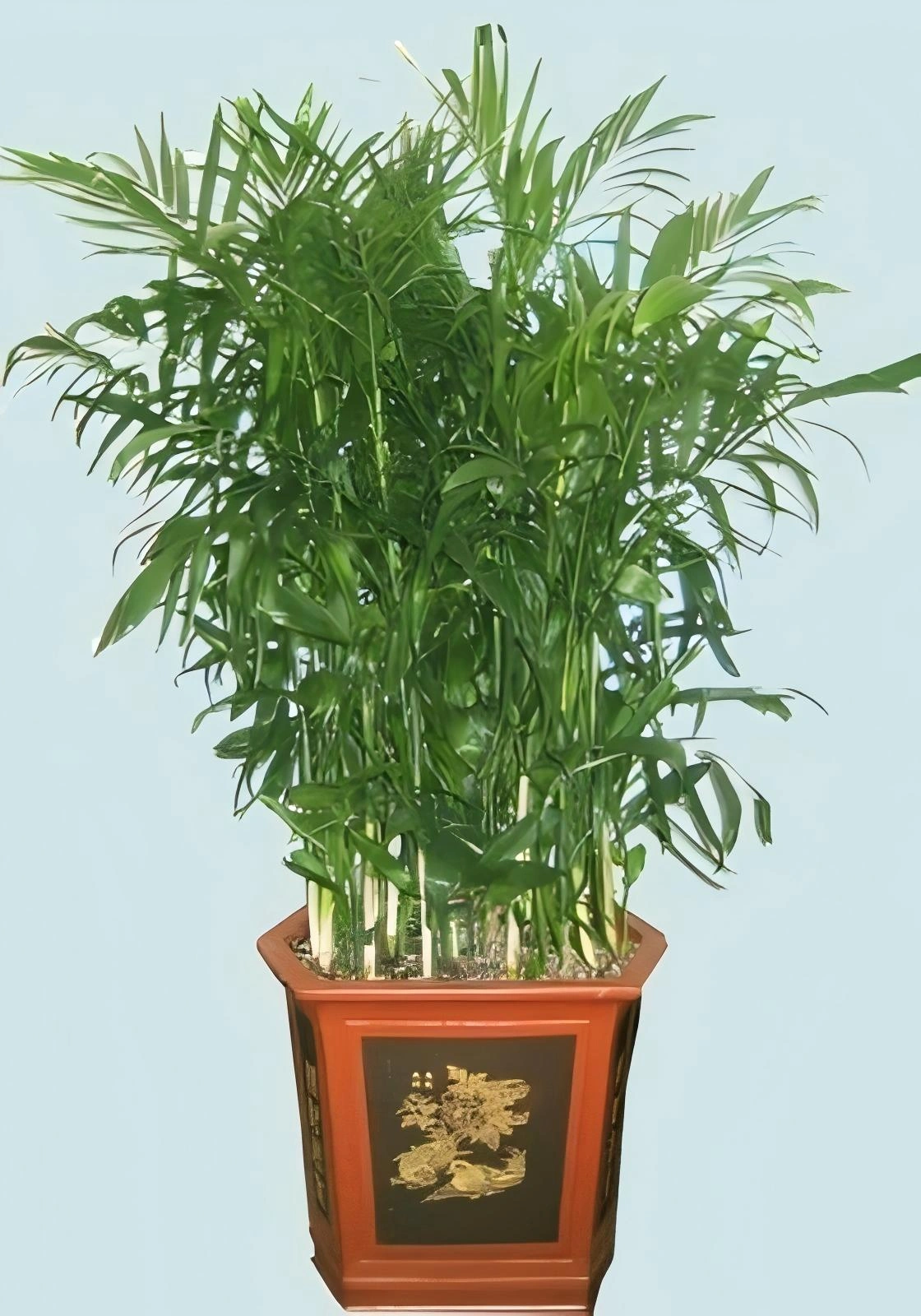 夏威夷椰子