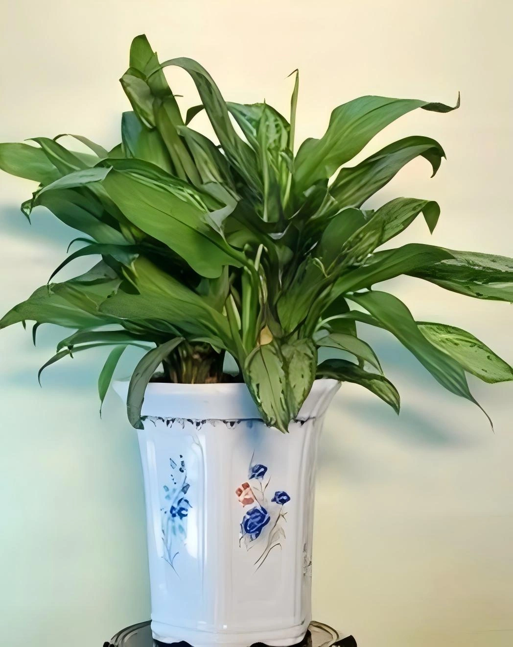 银皇后