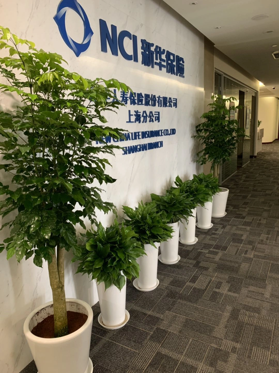 绿植组合