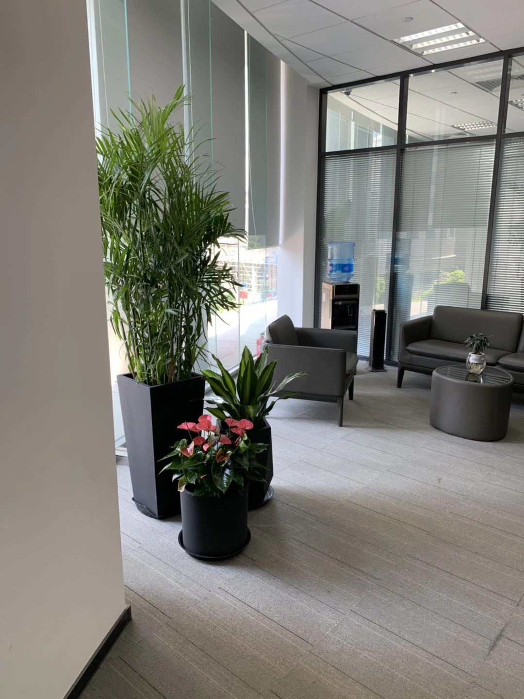 夏威夷竹