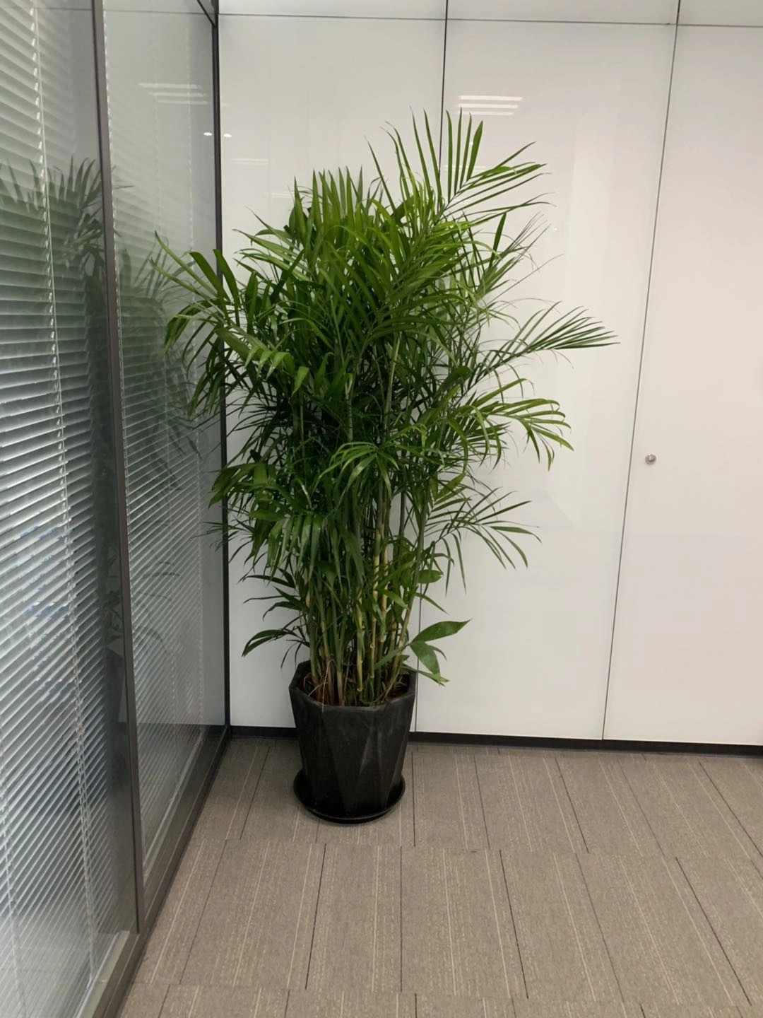 夏威夷竹