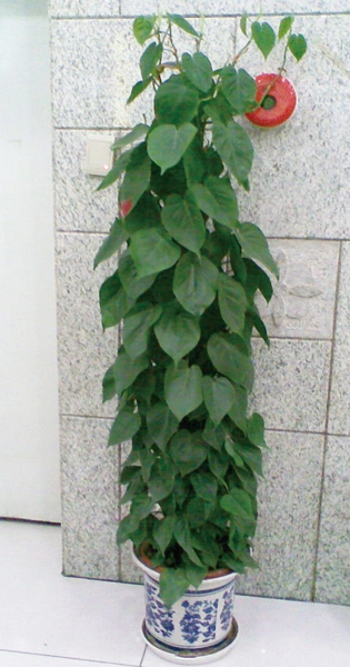 心叶藤