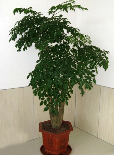 幸福树