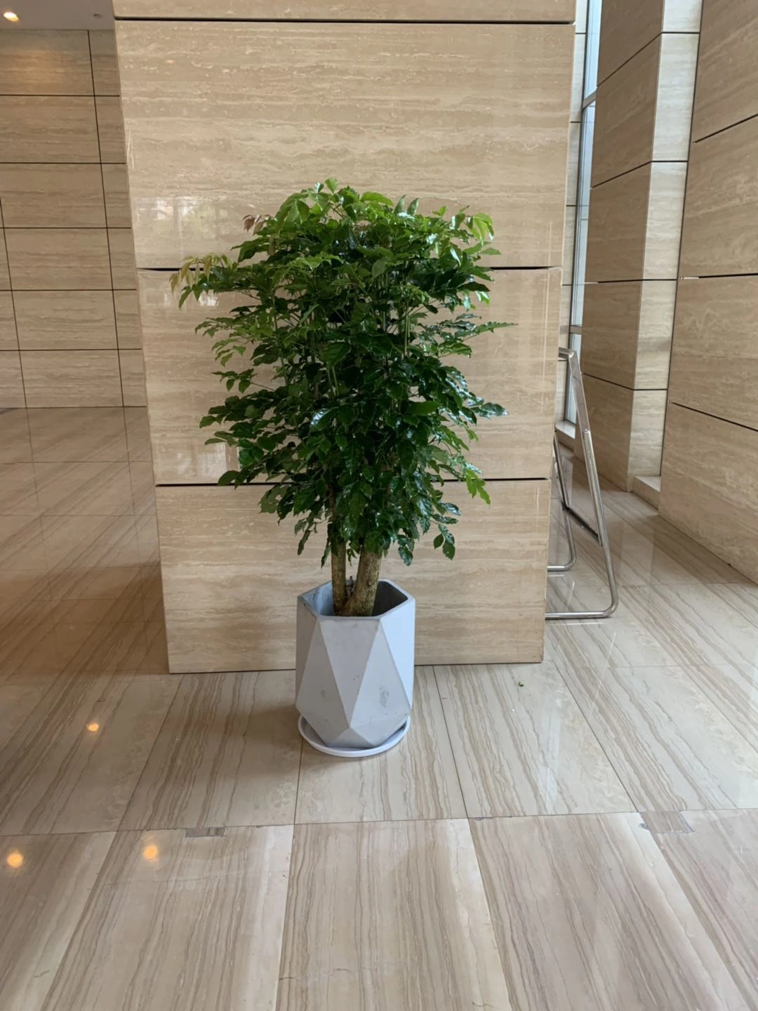 幸福树