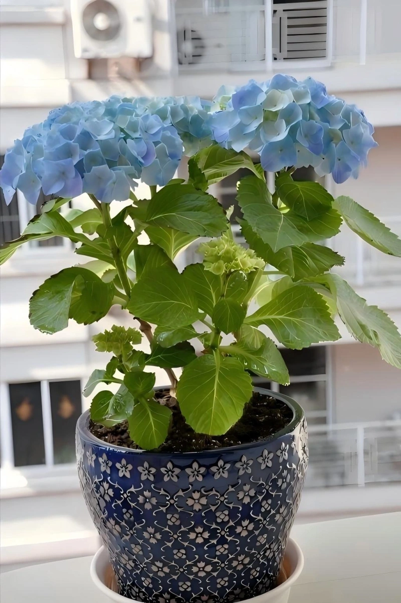 绣球花