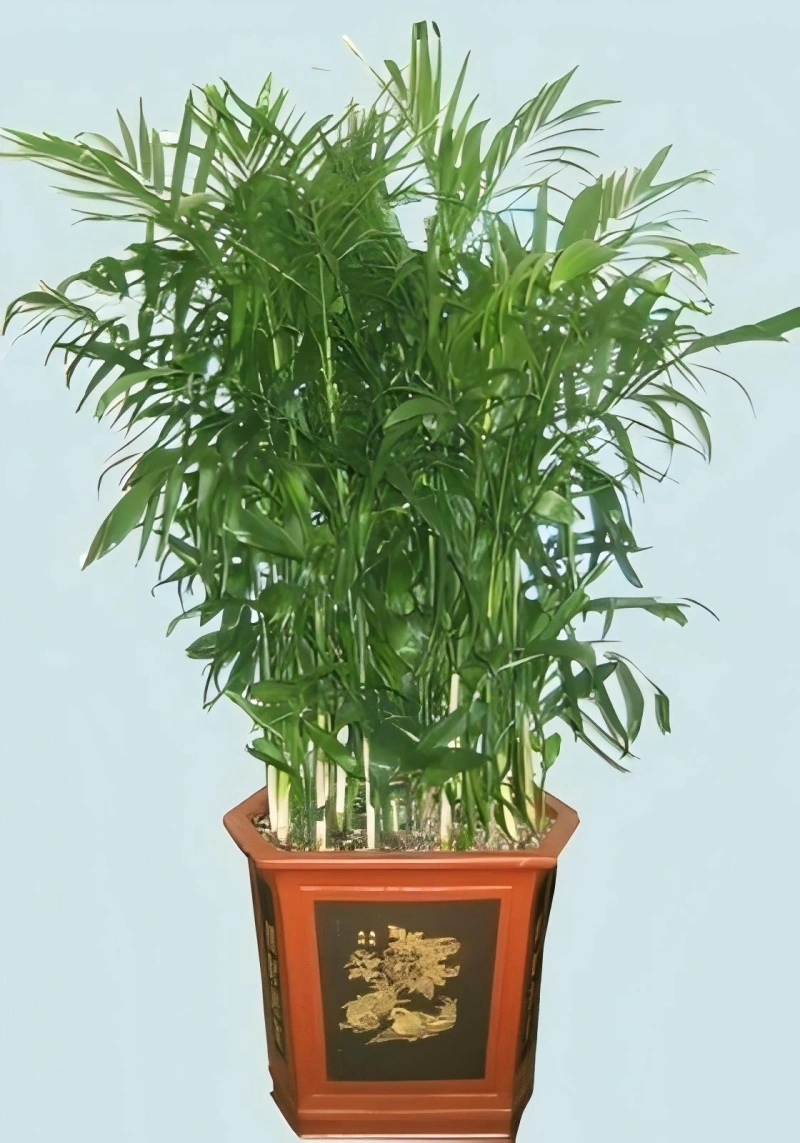 夏威夷椰子