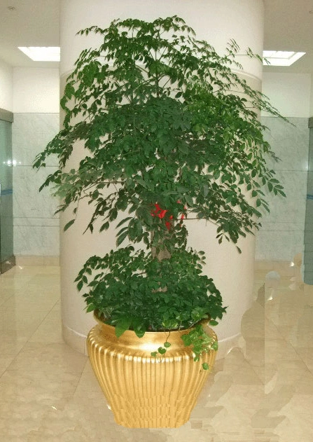 幸福树