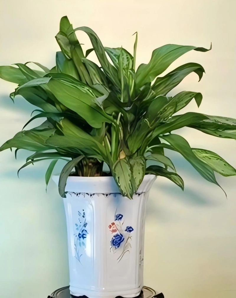 银皇后
