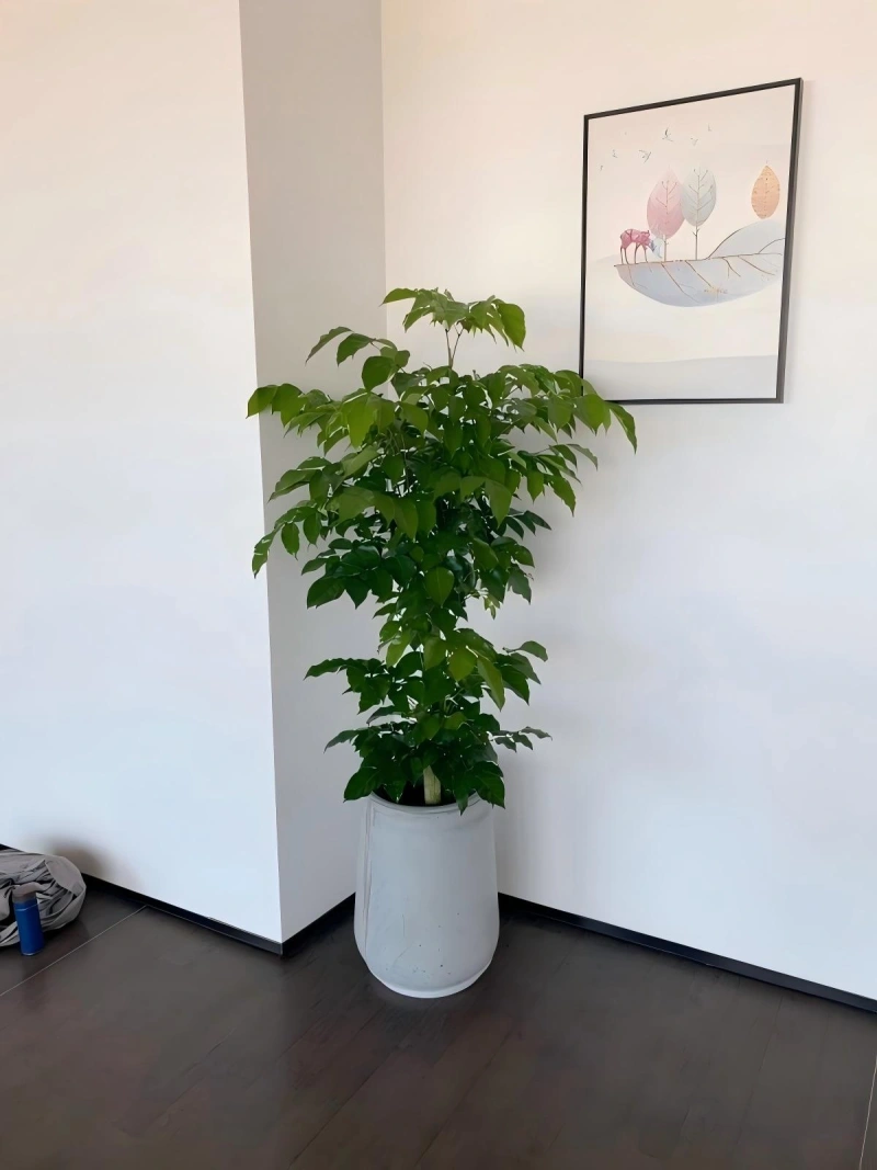绿宝