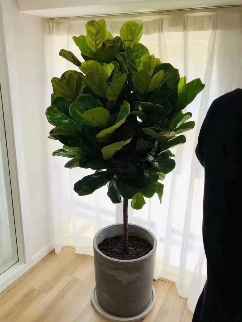 琴叶榕