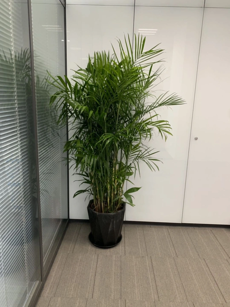 夏威夷竹