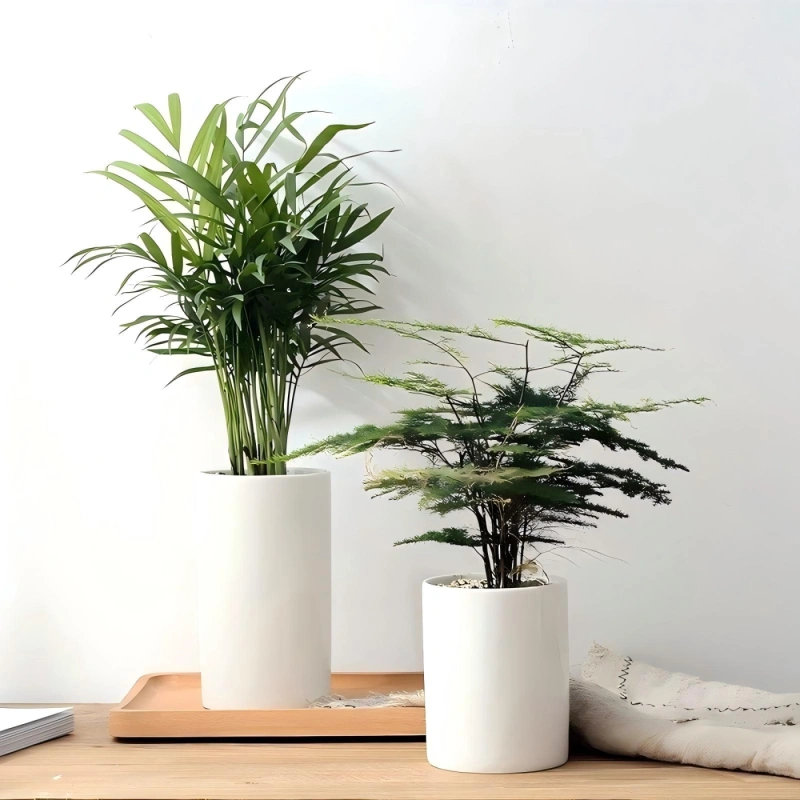 组合植物