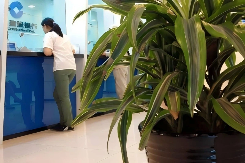 上海金融机构植物租摆案例 