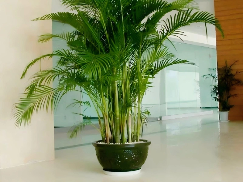 上海商场植物租摆案例 