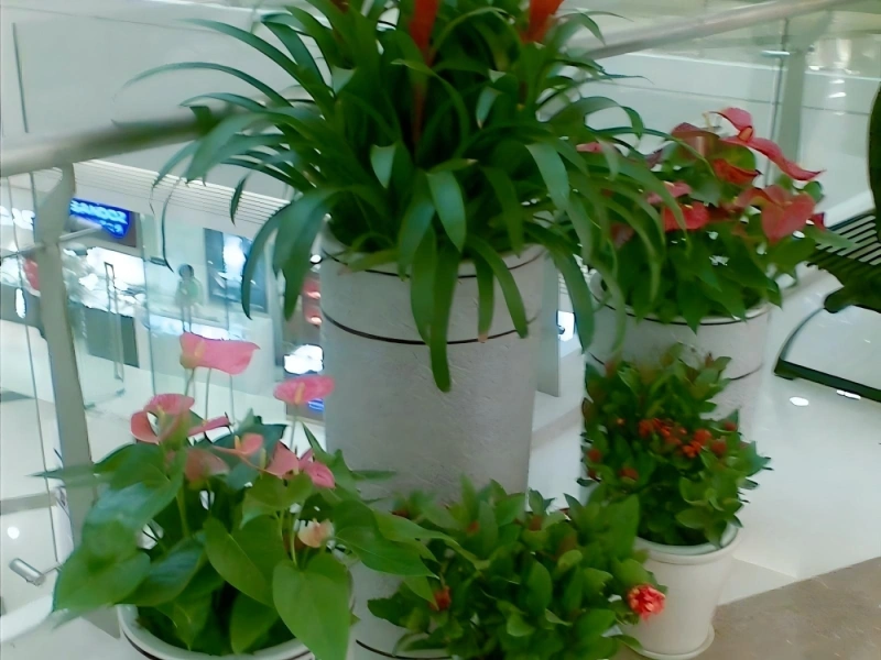 上海商场植物租摆案例 