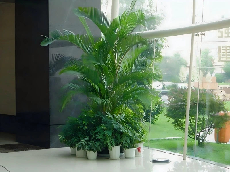 上海商场植物租摆案例 