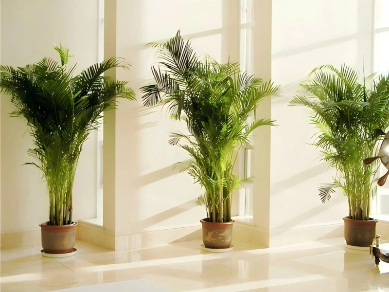 上海商场植物租摆案例 