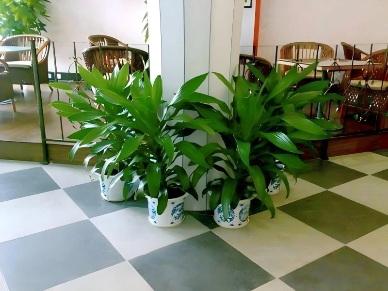 上海商场植物租摆案例 