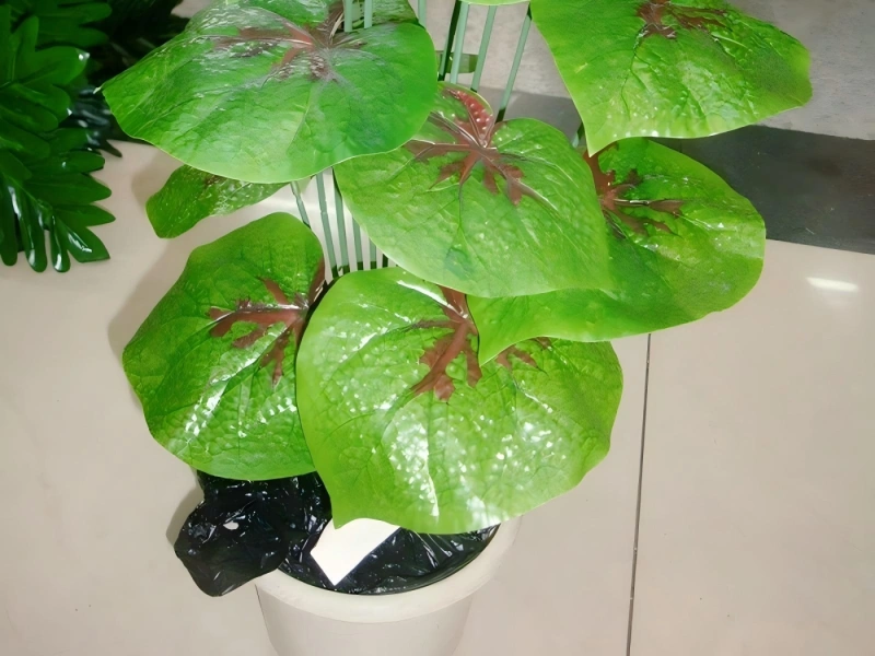 上海商场植物租摆案例 