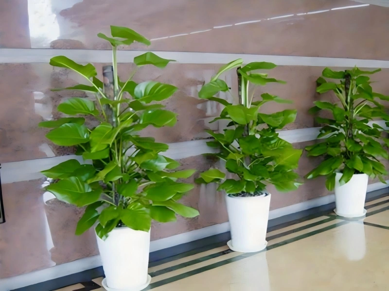 上海酒店植物租摆案例 