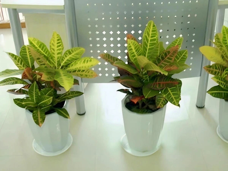 上海办公室植物租摆案例 