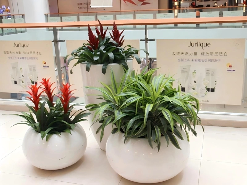 上海办公室植物租摆案例 